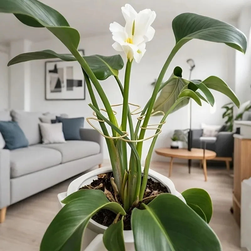 Soporte Metálico para Monstera y Plantas Trepadoras de Interior